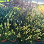 Vres obyčajný (Calluna vulgaris) ´SKYLINE´ - výška 10-20 cm, kont. C1L (tmavo zelený)